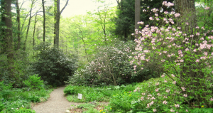 Garden in the Woods path