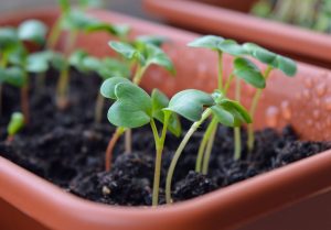 Seedlings in a red brown pot