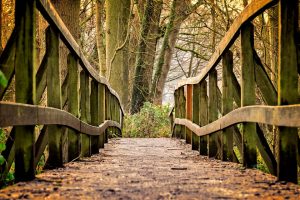 Foot level viewpoint of a Bridge in the woods