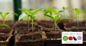 Green seedlings in brown soil with the Pleasant Valley Gardens logo below