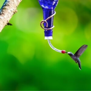 A hummingbird feeding from a wine bottle feeder next to a skinny tree branch