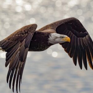 Bald Eagle in flight